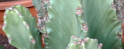 Care of the succulent plant Euphorbia ingens or Giant euphorbia.