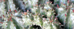 Care of the plant Euphorbia mammillaris or Indian Corn Cob.