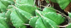 Care of the succulent plant Euphorbia meloformis or Melon spurge.