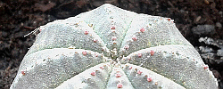 Care of the succulent plant Euphorbia obesa or Baseball Plant.