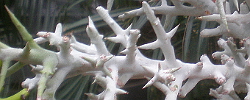 Care of the succulent plant Euphorbia stenoclada or Silver Thicket.