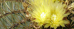 Care of the plant Ferocactus glaucescens or Blue Barrel Cactus.