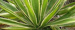 Care of the plant Furcraea selloa or Variegated Sword Lily.