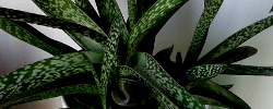 Cuidados de la planta Gasteria bicolor o Gasteria maculata.