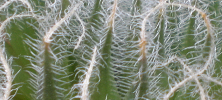 Cuidados de la planta suculenta Haworthia arachnoidea o Áloe de telarañas.