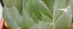 Cuidados de la planta suculenta Haworthia cooperi o Hawortia de Cooper.