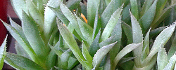 Care of the plant Haworthia marumiana or Hawortia.