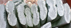 Care of the plant Haworthia truncata or Horse teeth,