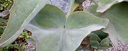 Cuidados de la planta Kalanchoe beharensis o Calanchoe de Behara.
