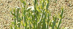Cuidados de la planta suculenta Kleinia anteuphorbium o Verode de El Cabo.