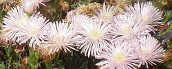 Care of the plant Lampranthus blandus or Pink vygie.
