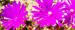 Care of the succulent plant Lampranthus zeyheri or Trailing iceplant.