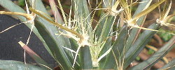 Care of the plant Leuchtenbergia principis or Agave cactus.