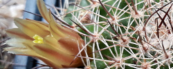 Care of the plant Mammillaria brandegeei or Cactus brandegei.
