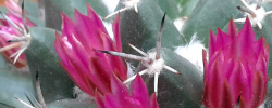 Care of the plant Mammillaria carnea or Pin-cushion cactus.