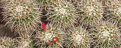 Care of the cactus Mammillaria compressa or Cactus compressus.