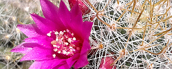 Care of the plant Mammillaria crinita or Pincushion Cactus,