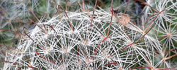 Care of the plant Mammillaria dioica or Strawberry Cactus.