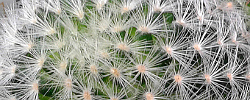 Cuidados del cactus Mammillaria laui o Biznaga de Lau.