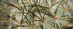 Cuidados de la planta Mammillaria microhelia o Biznaga del sol pequeño.