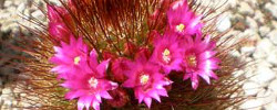 Care of the plant Mammillaria spinosissima or Spiny pincushion cactus.