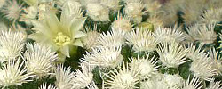 Care of the plant Mammillaria vetula or Thimble Cactus.
