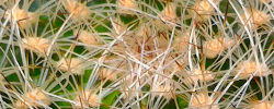 Care of the plant Matucana haynei or Borzicactus haynei.