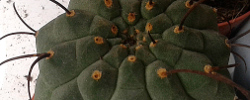 Care of the plant Matucana madisoniorum or Borzicactus madisoniorum.