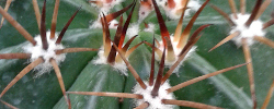 Care of the cactus Melocactus bahiensis or Cactus bahiensis.