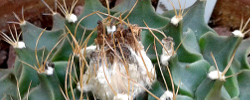 Cuidados de la planta Obregonia denegrii o Obregonita.