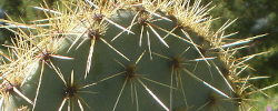 Cuidados del cactus Opuntia chlorotica o Nopal verdoso.