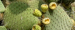 Cuidados de la planta Opuntia leucotricha o Nopal duraznillo.
