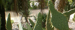 Cuidados del cactus Opuntia linguiformis o Lengua de vaca.