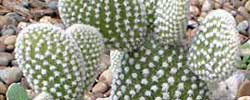 Cuidados de la planta Opuntia microdasys o Alas de ángel.