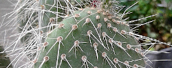 Care of the cactus Opuntia polyacantha or Plains pricklypear.