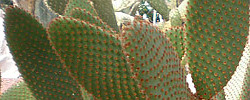 Care of the cactus Opuntia rufida or Blind Prickly Pear.