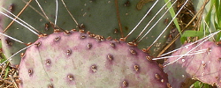 Care of the plant Opuntia santa-rita or Santa Rita Prickly Pear.