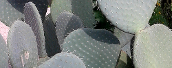 Care of the plant Opuntia spinulifera or Saucepan cactus.