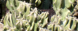 Care of the plant Pachycereus schottii or Senita cactus.