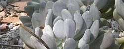 Care of the plant Pachyphytum bracteosum or Silverbracts.