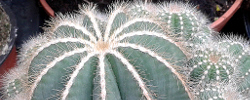 Care of the plant Parodia magnifica or Balloon cactus.