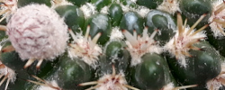 Cuidados de la planta Parodia mammulosa o Echinocactus mammulosus.