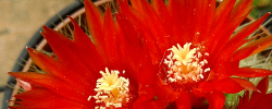 Cuidados del cactus Parodia penicillata o Notocactus penicillatus.