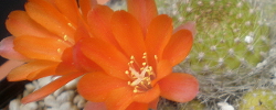 Care of the plant Rebutia deminuta or Crimson Crown cactus.