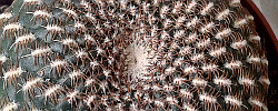Cuidados del cactus Rebutia krainziana o Rebutia marsoneri.