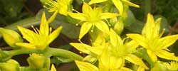 Care of the succulent plant Sedum dendroideum or Tree stonecrop.