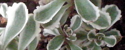 Care of the succulent plant Sedum spurium or Caucasian stonecrop.