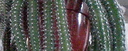 Care of the cactus Selenicereus validus or Moonlight Cactus.