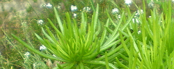 Care of the plant Senecio barbertonicus or Barberton groundsel.