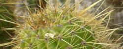Cuidados de la planta Stenocereus eruca o Pitayo chirinola.